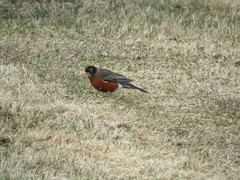 Turdus migratorius image