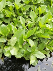 Menyanthes trifoliata