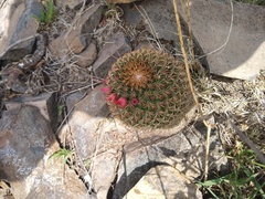 Mammillaria hamata