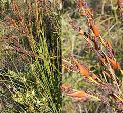 Elegia galpinii