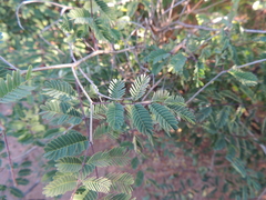 Calliandra conferta