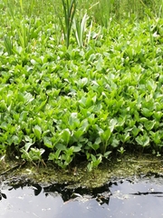 Menyanthes trifoliata