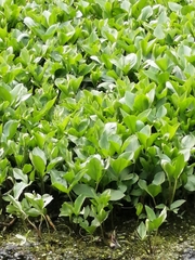 Menyanthes trifoliata