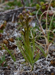 Chamorchis alpina