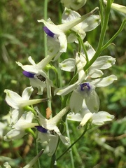 Delphinium leucophaeum