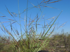 Aristida divaricata