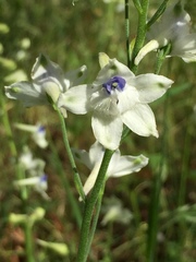Delphinium leucophaeum