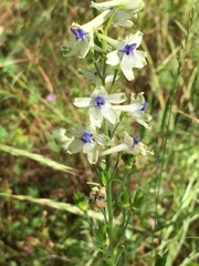 Delphinium leucophaeum