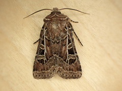 Euxoa divergens