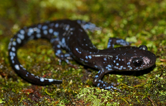 Blue-Spotted Salamander photo 2