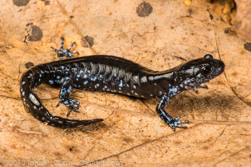 Blue-spotted Salamander