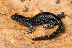 Blue-spotted Salamander - Photo (c) Seánín Óg, some rights reserved (CC BY-NC-ND)