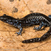Blue-spotted Salamander - Photo (c) Seánín Óg, some rights reserved (CC BY-NC-ND)