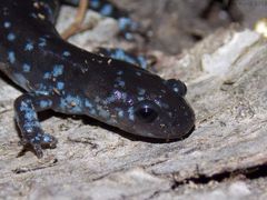 Blue-Spotted Salamander photo 4