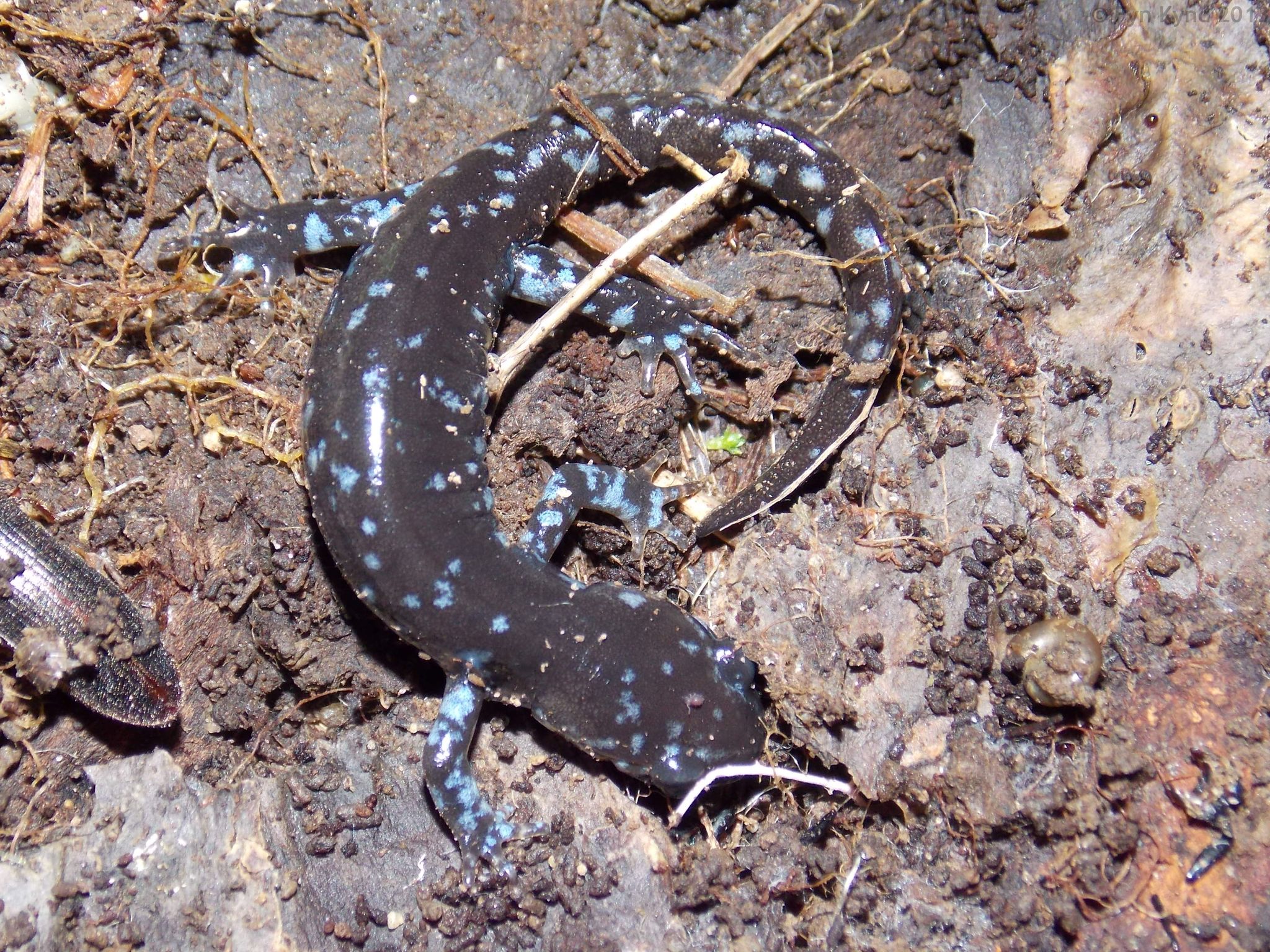 Blue-Spotted Salamander  Vermont Fish & Wildlife Department