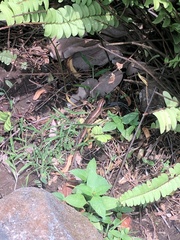 Eutropis multifasciata
