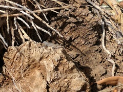 Gallotia galloti galloti