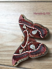 Rothschildia lebeau