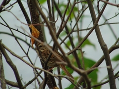 Melospiza melodia image