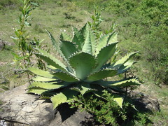Agave cupreata