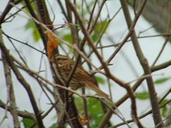 Melospiza melodia image