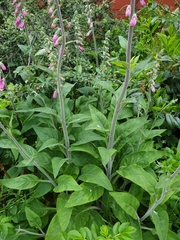 Digitalis purpurea