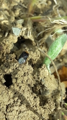 Geocoris erythrocephalus