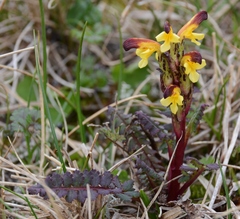 Pedicularis flammea