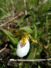 Cypripedium candidum