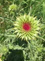 Carduus nutans