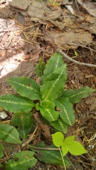 Goodyera oblongifolia image