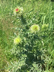 Carduus nutans
