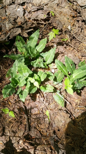 Goodyera image