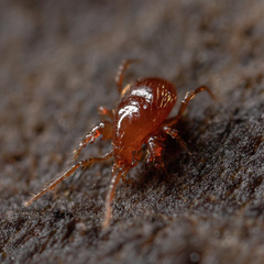Pergamasus