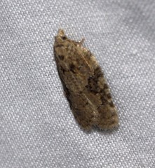 Acleris chalybeana