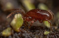 Pergamasus