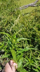 Persicaria glabra