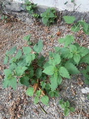 Urtica dioica