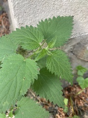Urtica dioica