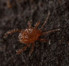 Pergamasus