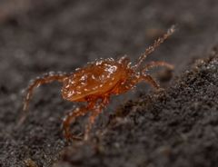 Pergamasus