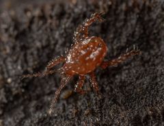 Pergamasus