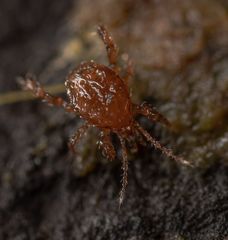 Pergamasus