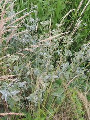 Podosphaera filipendulae