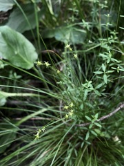 Carex atlantica