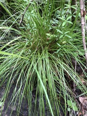 Carex atlantica
