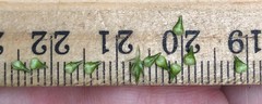 Carex atlantica