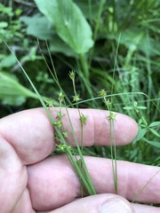 Carex atlantica