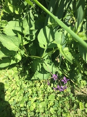 Solanum dulcamara