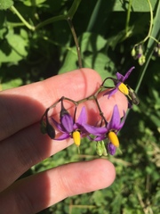 Solanum dulcamara